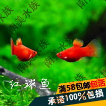 South American Aquatic Society Red Ball Fish Watch Tropical Fish Red Mary Fetal Raw Fish Raw Fish Raw Fish Color Bright Living Body