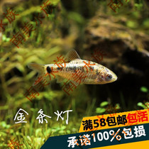 South American aquarium gold bar lamp gold lamp gold lamp gold crucian carp fish tank aquarium aquarium small fish tropical fish living body