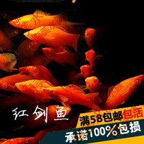 South American aquatic community born red swordfish dovetailed sword red and white swordfish tropical ornamental living fish