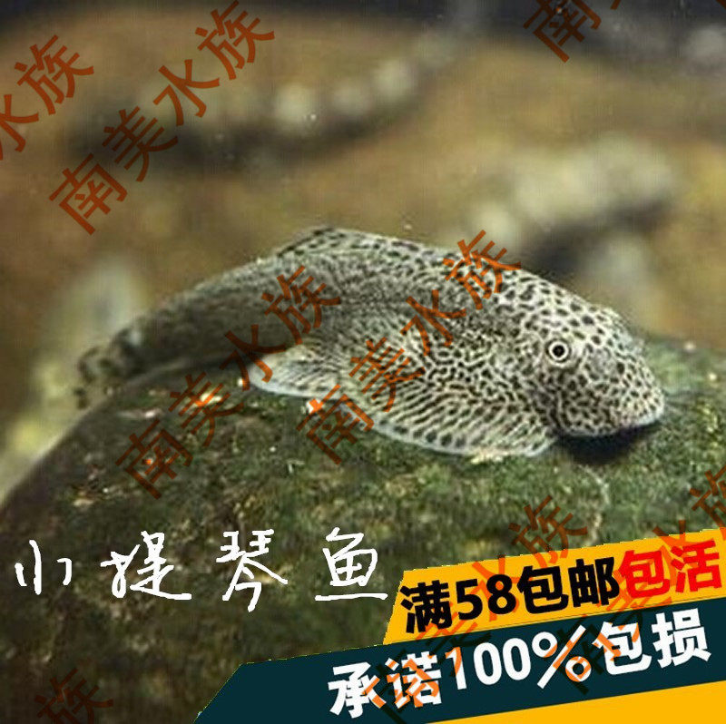 South American Water Community Violin Double disc Suction Loach Pipa Fish Climbing Loach Tools Fish Cold Water Fish Ornamental Fish Living