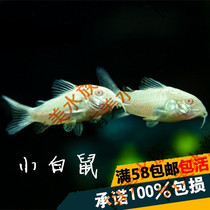 South American aquarium mouse fish mouse fish tool fish cleaning residue tropical ornamental live fish