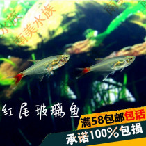 South American Aquatic Society Red Tail Crystal Glass Light Fish Red Fin Transparent Small Light Koco Fish Mixable Group Tours Fish Living