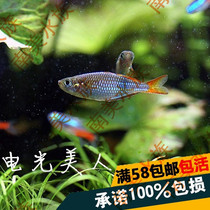 South American Water Community Electro-Optic Beauty Tropical Fish Water Grass Fish Tank Group Tours Small Ornamental Rainbow Fish Freshwater Fish Living