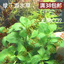 South American water community green clove water grass green rose grass green rose ovary leaves clover water grass to build landscape water grass