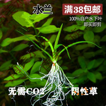 South American Aquatic Society Great Water Lan Small Water Lan Good Breeder Negative Water Grass Fish Tank Water Grass tank View Living after living Scape Water Grass