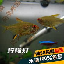 South American Aquarium society Small yellow tropical fish live ornamental lemon pull flag lamp fish Lamp family fish swim easy to raise