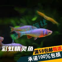 South American aquarium Society Lu Lun Zhen small carp rainbow elf fish Cold water hardy group swimming grass tank fish live can be mixed
