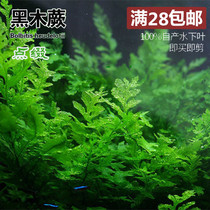 South American water family Black wood Fern Black Wood Negative Water Grass Fern building Scenery Bundled water grass Self-raising underwater leaves