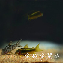 South American aquarium golden thread goldmouse fish fish cleaning fish ornamental fish tropical fish pet fish live