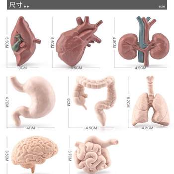 Simulated Educational Human Organ Model Brain Heart Lung Liver Stomach Large Intestine Small Intestine Kidney Static Display Toy