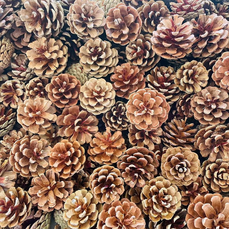 Free Shipping of 100 Pine Cone Decorations, Handmade Pine Cones, Pine Balls, Christmas Pine Cones, Dried Flowers, Photography Props, DIY Materials