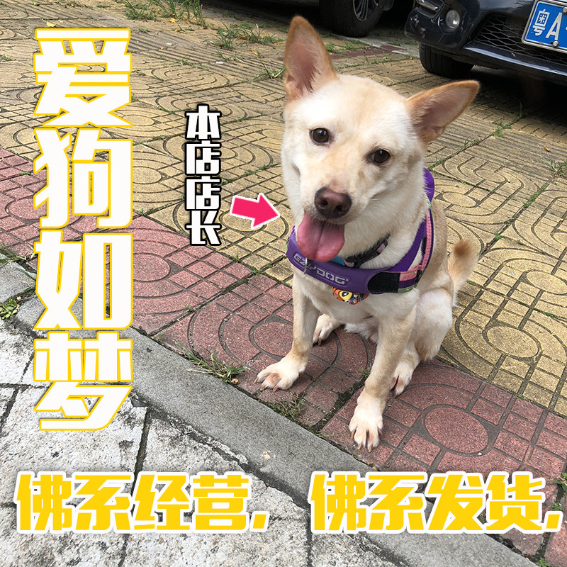 Freight and Store Introduction Da Ding Han She Novelty Funny Net Red Pet Products Toy Head Office