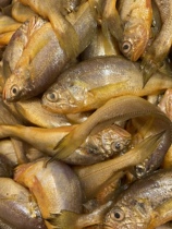 Wild yellow flower 4 pounds mind the split separation and do not shoot