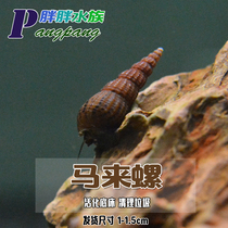 Malay snail Sweet Snail Feed Snail Ornamental Living Body Dredge Fish Tank Bottom Sand Mud Eat Residual Activated Bottom Bed