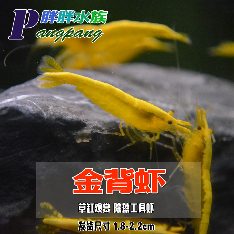 Day Series Wide Gold Back Yellow Rice Shrimp Pure Blood Gold Rice Shrimp Tools Except Algae Shrimp Adult Breeding Group Shrimp Ornamental Shrimp