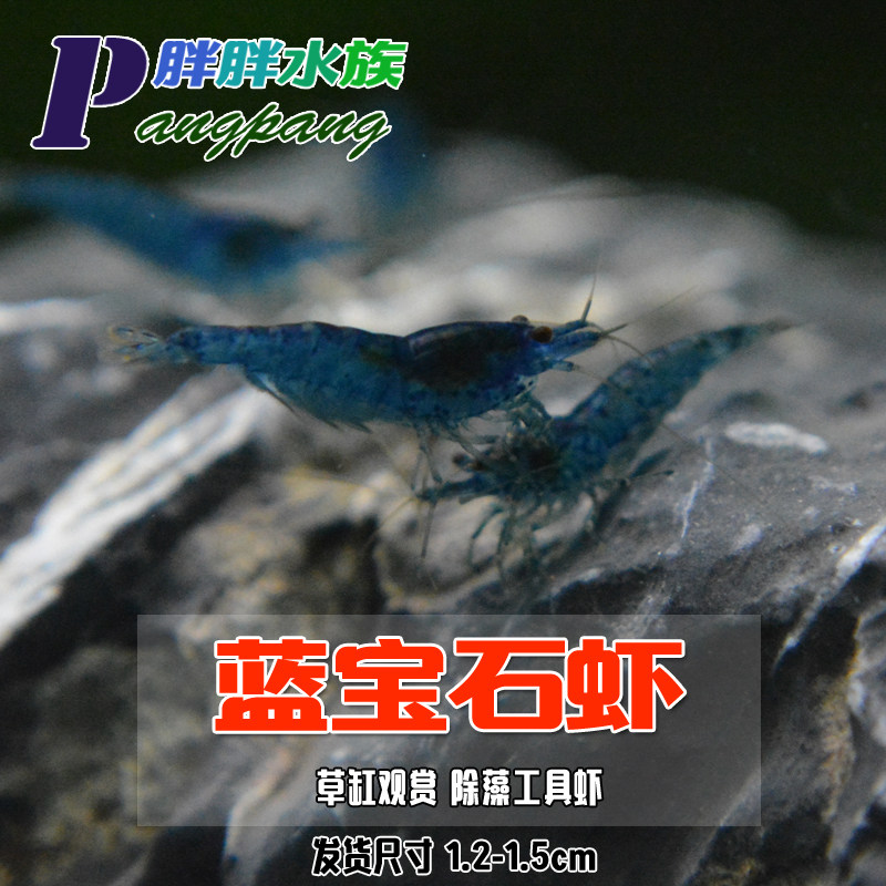 Dream Treasure Stone Blue Shrimp Blue Velvety Sapphire Blue Elf Except Algae tropical Water Ornamental Tool Shrimp Living