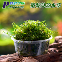 Water family Water Grass Scape Thrower Water Size Triangle Dromal Coral MOSS Moss Mesh Sheet Loose Leaf