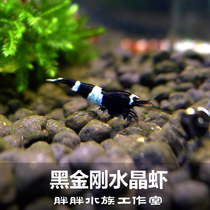 Pure Blood Black Diamond Crystal Shrimp Tropical Pet Ornamental Shrimp Living Aquatic Tools Shrimps Subsei With Blueish Gene