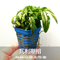 Middle prospect Recommended for water banyan Wallis banyan Valliss banyan Good raising tying and sinking wood building with good underwater leaves