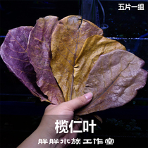 The water group uses sloth leaves to reduce the pH of the fish tank PH to reduce acid regulation to improve the water quality natural antibacterial 5-sheet group