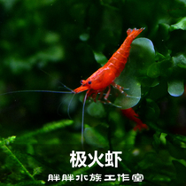 Polar Fire Shrimp Subs Shrimp Baking Lacquer Children Living Ornamental Shrimp Except Algae Tools Shrimp Aqua Shrimp Jellyfish 1 2-1 5cm