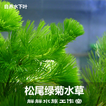Pine Tail Green Chamomile Gold Fish Algae Mini Small Shrimp Cylinder Round Vat to Scape New Hand Real Water Grass After to Open the Loose Branch