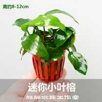 Small leafy banyan small leafy water banyan fish tank with foreground water grass building sloth and water grass self-raising underwater leaves tied with wood stones