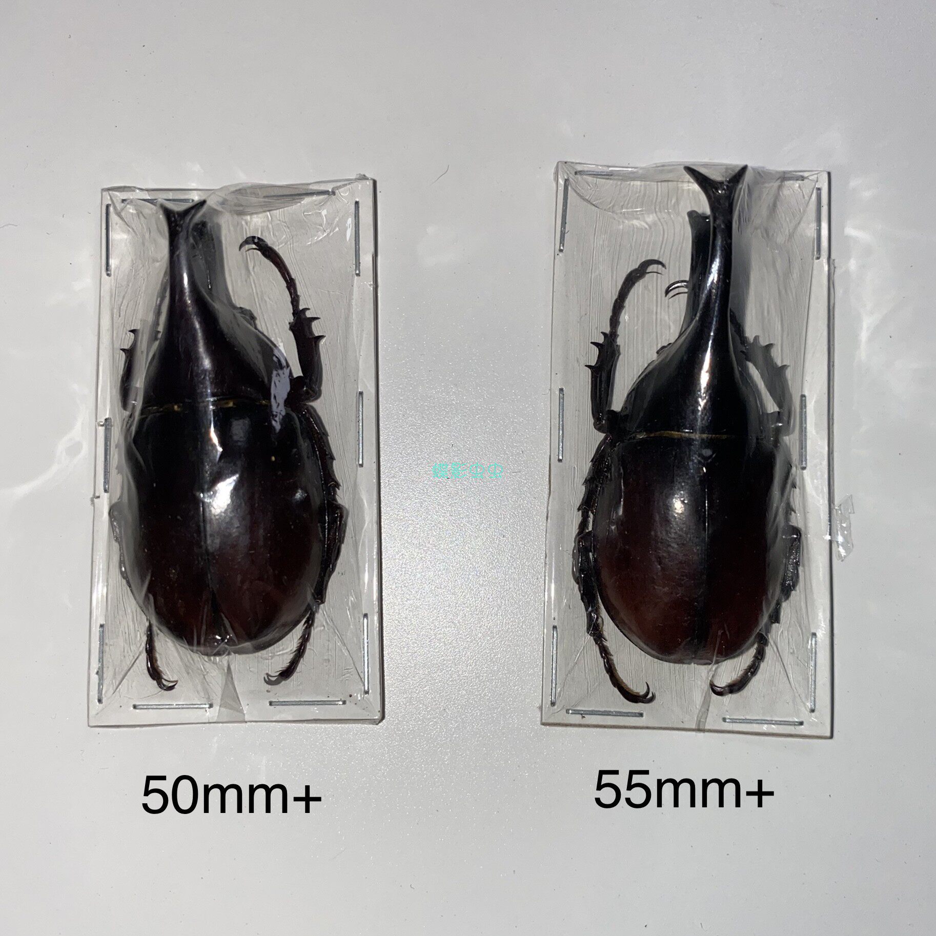 洛奎尼姬兜Xylotrupes lorquini干制原虫标本是如何制作的？有哪些收藏价值？-甲虫-淘宝好物网