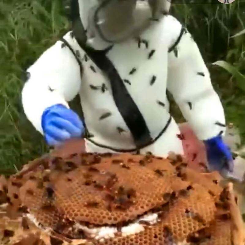 Horse Bee Clothing Thickening Anti-Bee Clothing Full Range Of Breathable Special With Fan Catch Bumblebee Black Bee Hives Bumblebee