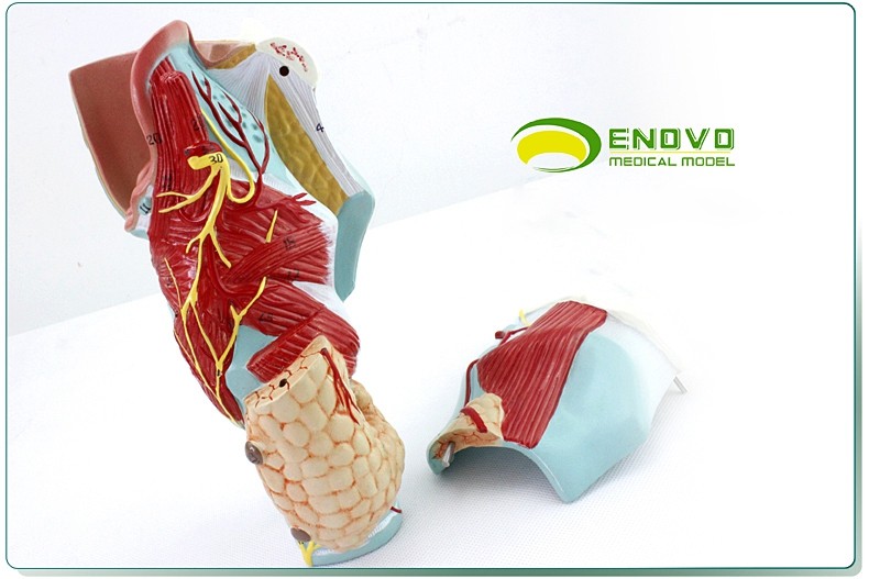 2x larynx muscle larynx cartilage larynx cavity otolaryngology medical