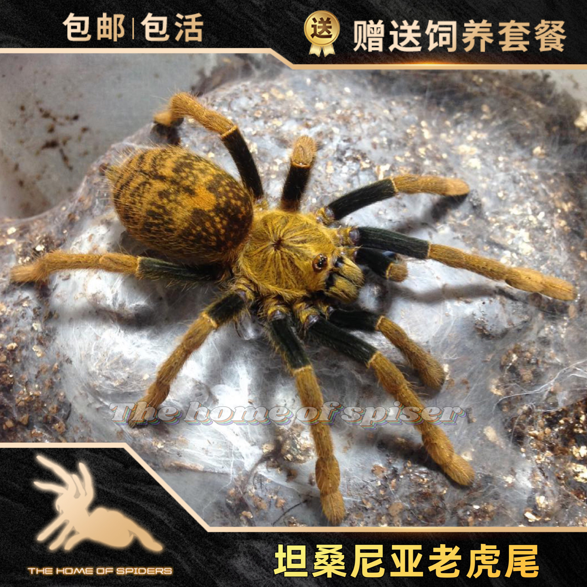 腿叔秘鲁巨人橙间蜘蛛｜18-20cm巨型宠物蛛+恒温恒湿方案💡-蜘蛛-淘宝好物网