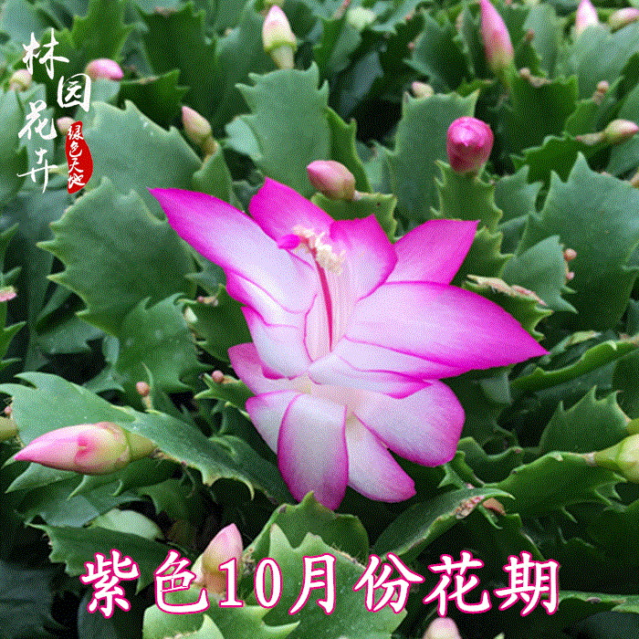 蟹爪兰苗花卉盆栽带盆包邮带根带土不带花苞室内植物绿植防辐射