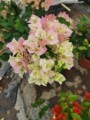 衡欣花圃的LOGO