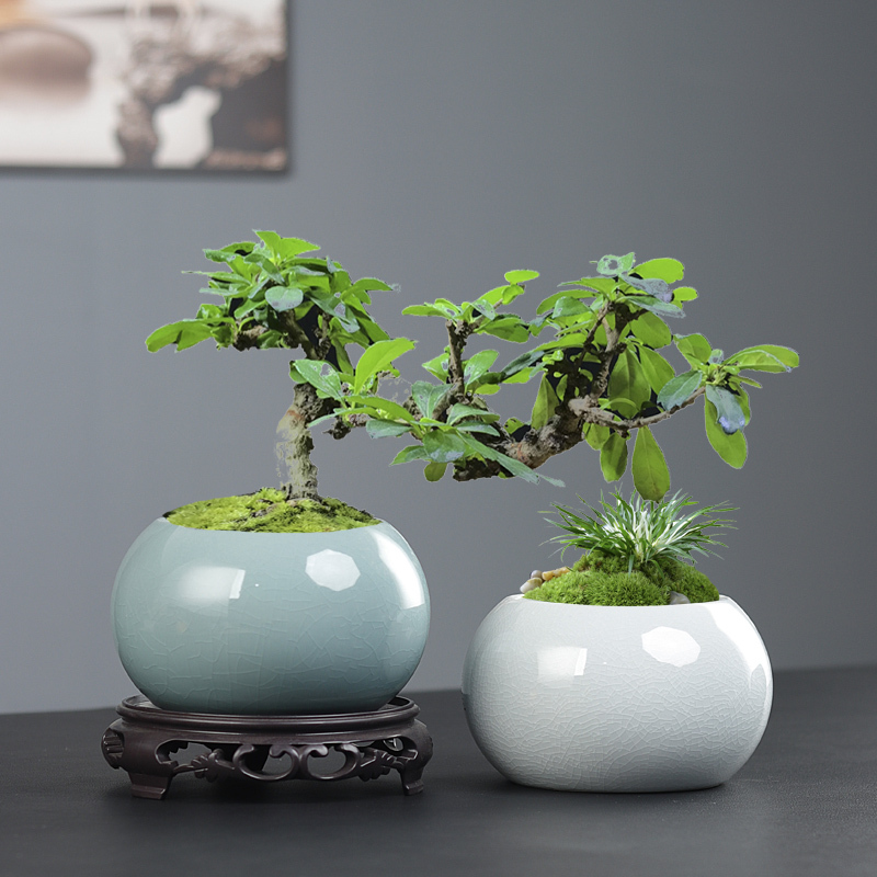 Ceramic Green Plant Pots Creative Living Room Ge Ware Vase Succulent Container Home-Use Asparagus Fern Large and Small Pots with Tray