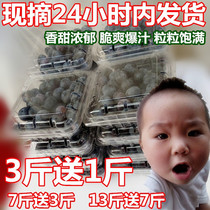 Fresh blueberry fruit fresh fruit in season open-air fruit for pregnant women and babies better than imported blue plum in stock