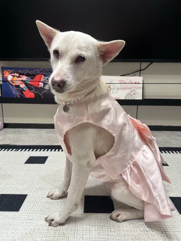 Big Dog Dress with Bow, Wedding Dress, Satin Dress, for Golden Retriever, Samoyed, Giant Poodle, Alaskan Malamute Big Dog Dress with Bow, Wedding Dress, Satin Dress, for Golden Retriever, Samoyed, Giant Poodle, Alaskan Malamute