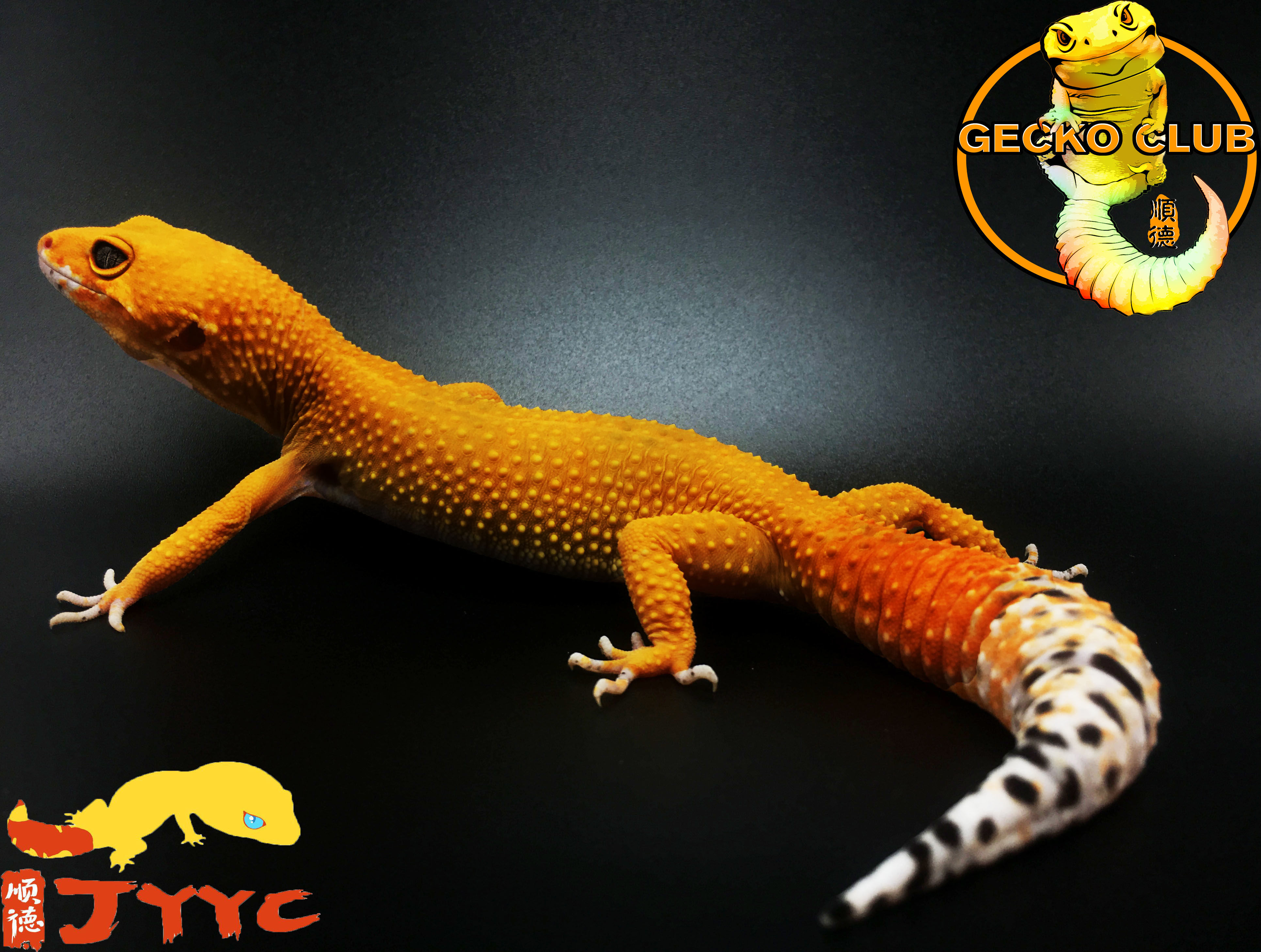 orange lizard pet
