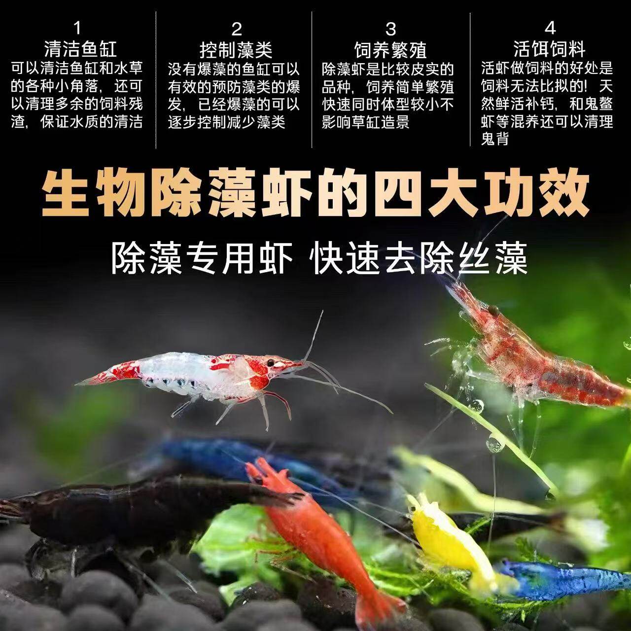 2025年热门！养宠物虾必备：你知道市面上有哪些主要种类吗？