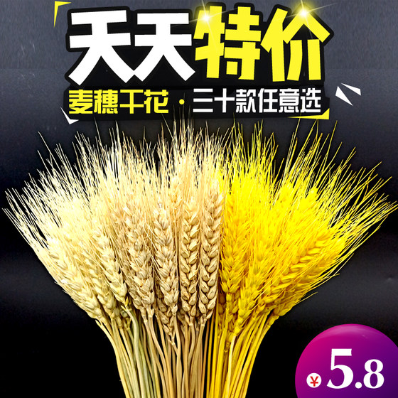 Natural wheat ears dried flowers real bouquet opening barley pastoral decoration ornaments starry rice ears shooting props gifts