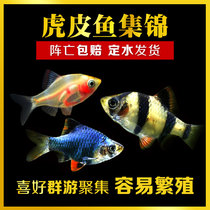 Tropical fish ornamental fish living three goby skin fish Golden tiger skin blue green tiger skin tiger skin long tail tiger skin