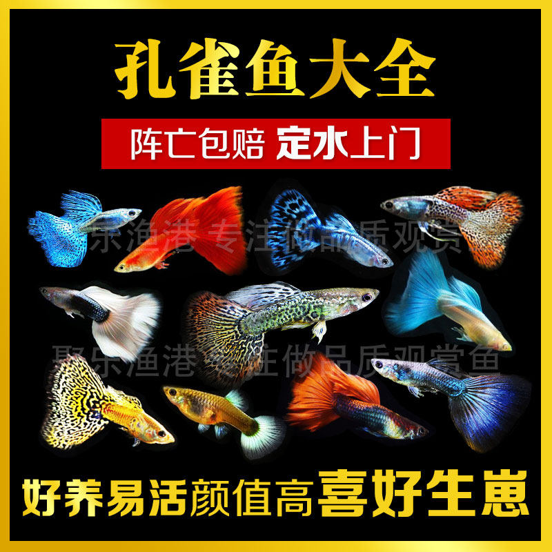 Tropical Fish Small Ornamental Fish Peacock Anchovies Anchovies Ice Blue Peacock American Full Red Ribbon Fetal Raw Fish Easy To Breed