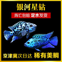 Tropical fish ornamental fish South American soil bream Galaxy Star Diamond Pearl leopard Blue Diamond Pearl fresh water live fish