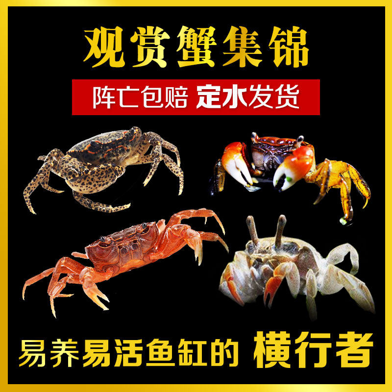 Watch the crab mini chili crab Burst Point Crab Butterfly Crab Pham Crab Desresidue Removal Algae Fresh Water Benthic Resting Living Body