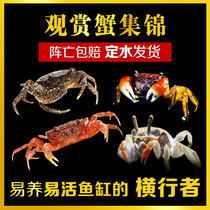 Ornamental crab mini pepper crab explosion point crab butterfly crab hand crab slag removal algae freshwater bottom habitat