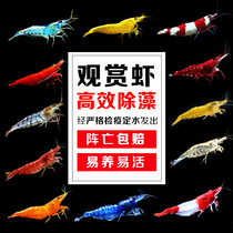 Ornamental shrimp living tools shrimp algae shrimp cherry shrimp extreme fire shrimp Golden Rice shrimp black shell shrimp crystal shrimp rice shrimp