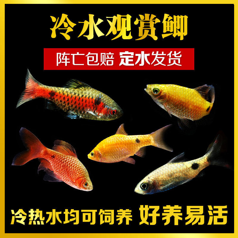 Cold Water Ornamental Fish Living Black Movie Man Diamond Purple Red Two-point Crucian golden Wonder Bails Big Sail Rose Crucian