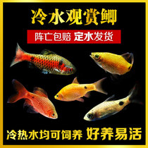 Cold water ornamental fish living black shadow Taoist diamond purple two-point crucian carp rainbow crucian carp golden ingot sail rose crucian carp