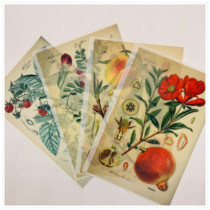 Base background junk journal A6 retro hand tent and paper sticker Botany TN 25