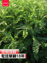 (Night Pearl) Robinia pseudoacacia spp. Horse Thorn honey source slope soil and water conservation plant net seeds Four Seasons shrub seeds