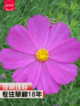 (Night Pearl) Flower Species Cosmos Corvia Coreopsis February Lan Purple Jasmine Cock Zinnia Flower Seeds